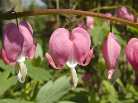 Dicentra