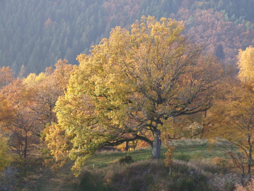 Herbst im Westerwald