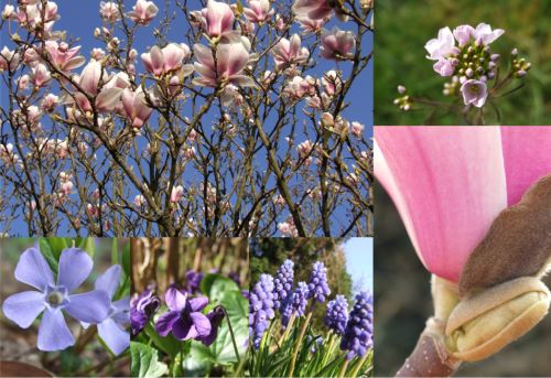 Frühling im Garten