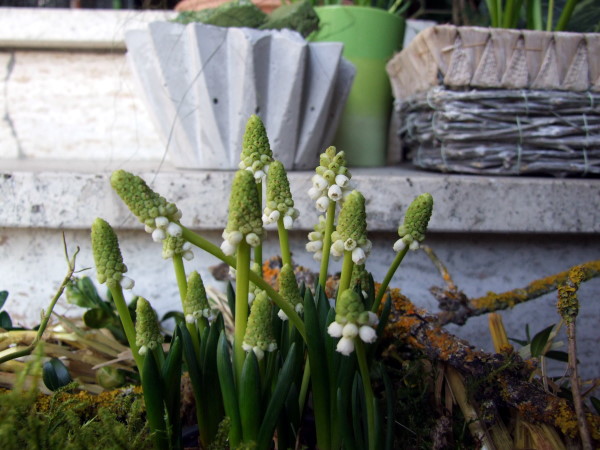 Frühlingsdeko mit weißen Traubenhyazinthen