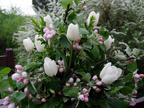 Strauß mit Apfelblueten und weißen Tulpen