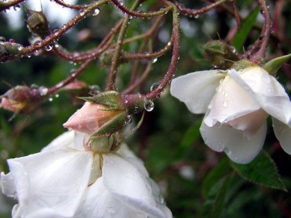 Lykkefund Rosenblüten im Regen