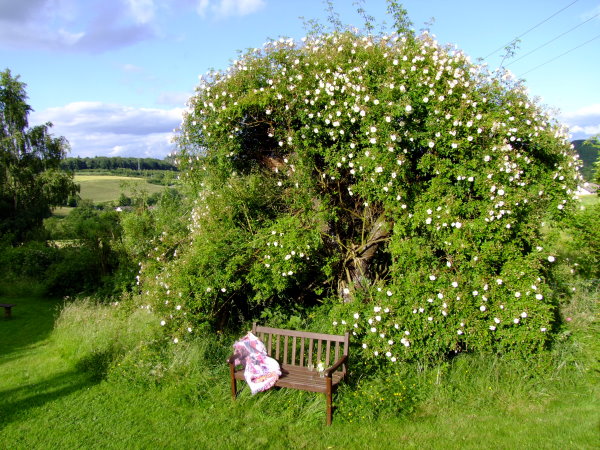 Ramblerrose in altem Kirschbaum