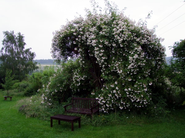 Ramblerrose in altem Kirschbaum