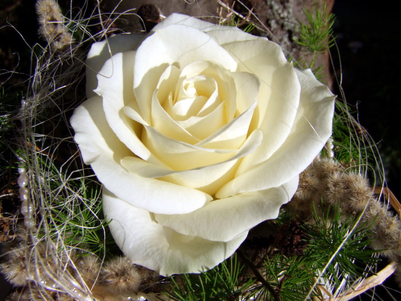 Deko weiße Rose