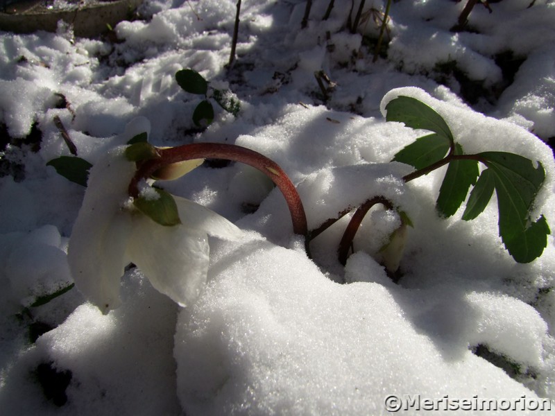 Christrose im Schnee