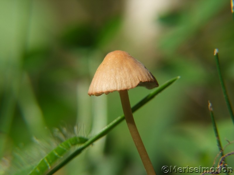 Herbstbild Pilz