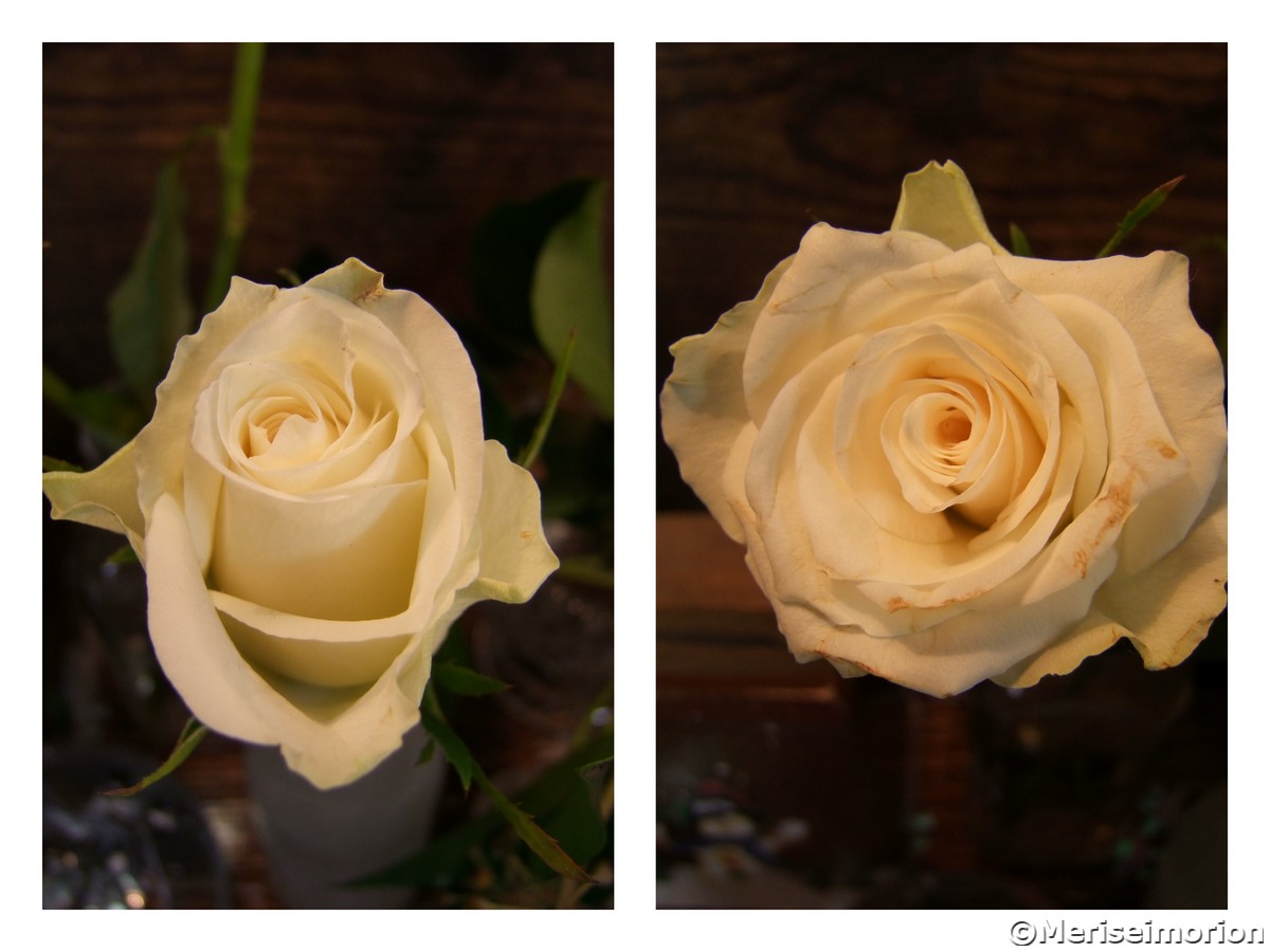 Tablett dekorieren mit weißen Rosen