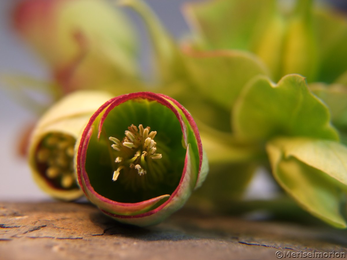 Helleborus Blüte