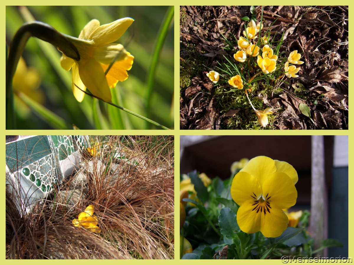 Frühlingsblumen in Gelb
