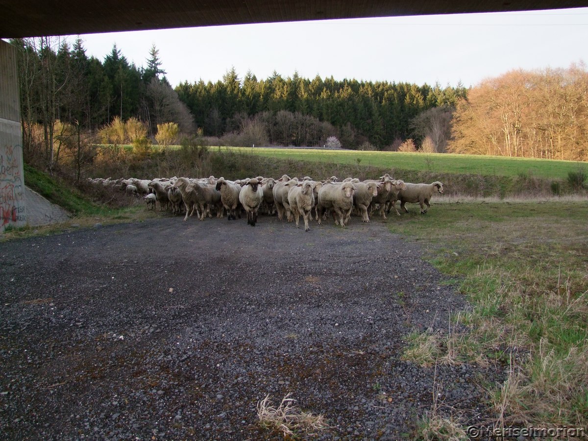 Schafe im Westerwald