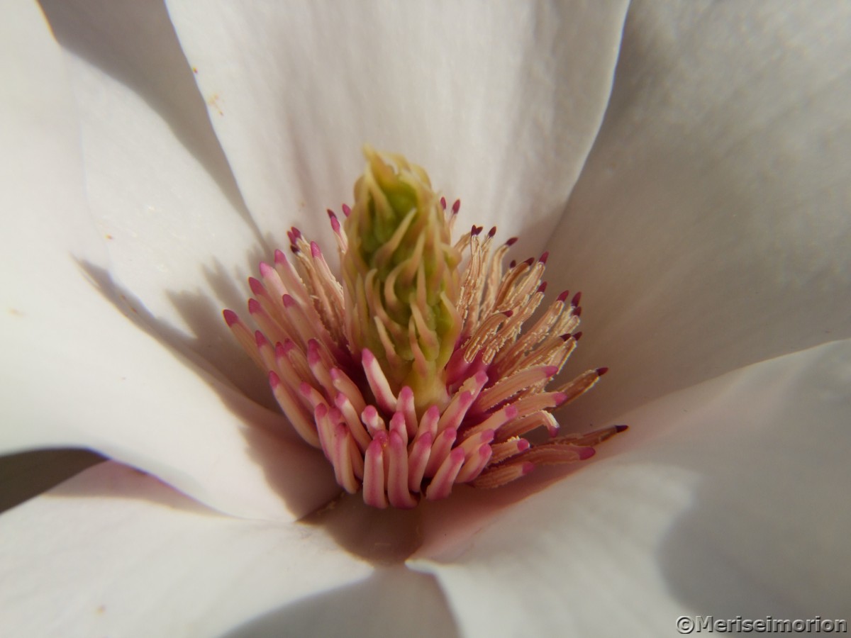 Magnolie Blüten