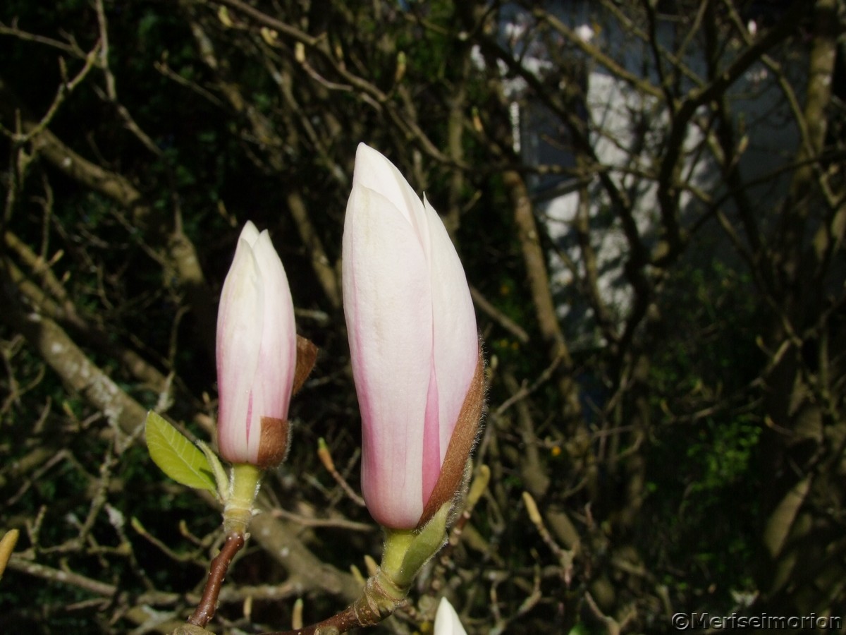 Magnolienbaum Knospen