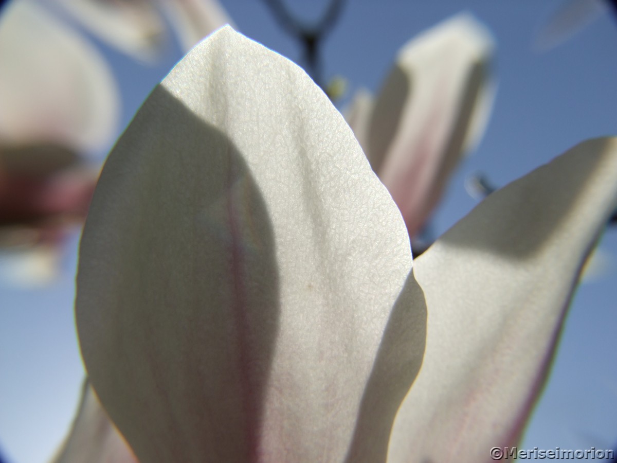 Blütenblatt Magnolie