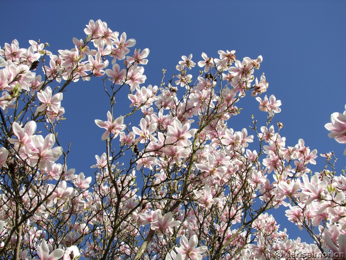 Magnolienbaum im April