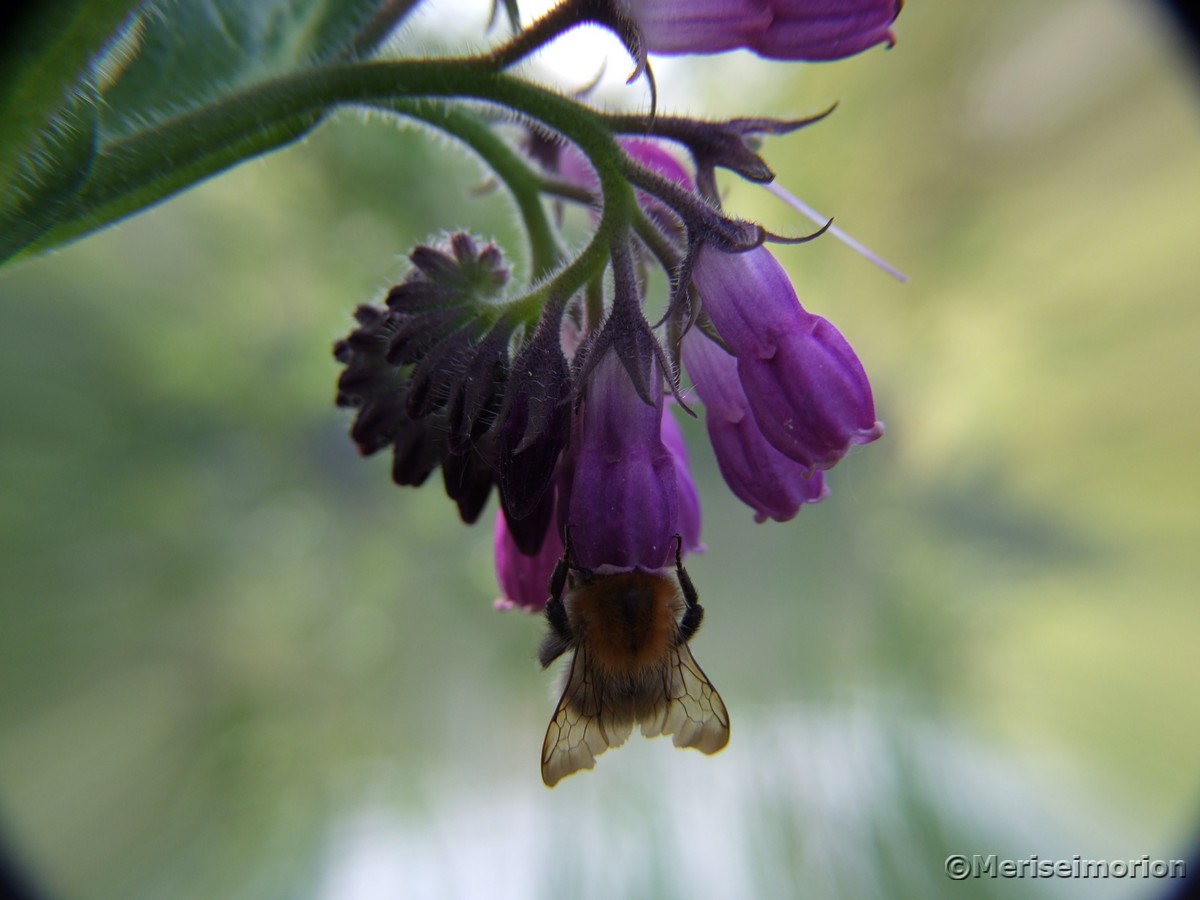 Beinwell Blüte mit Biene