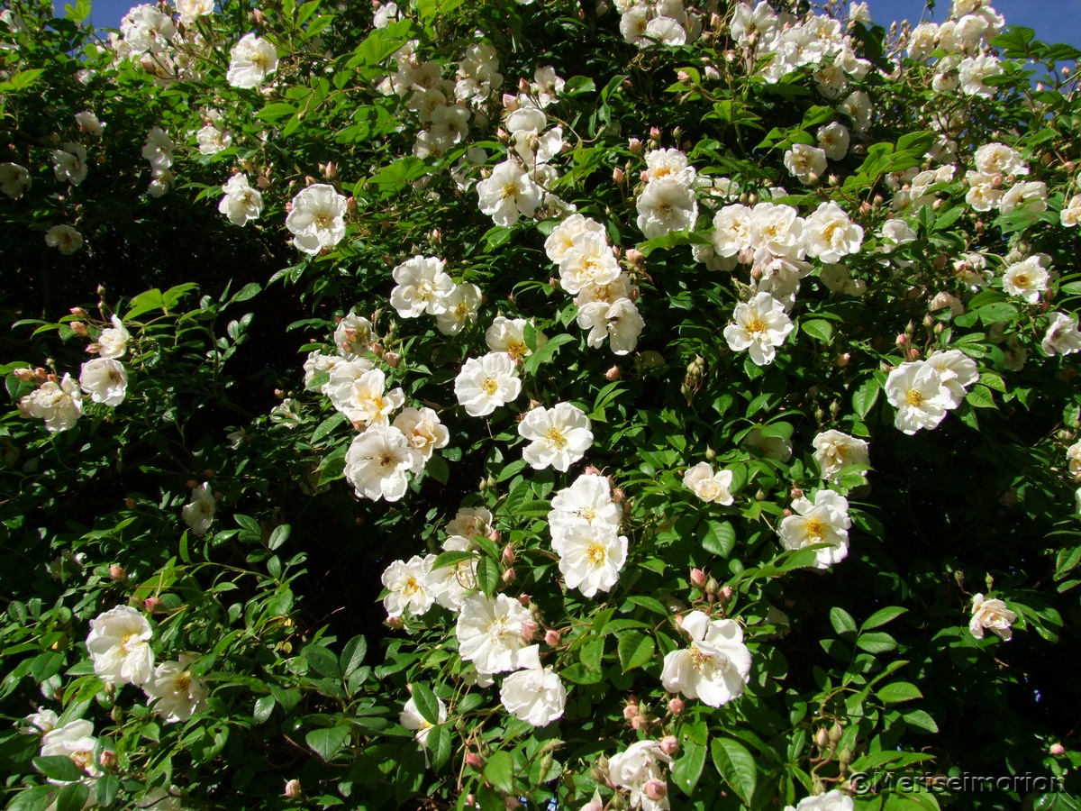 pflegeleichte Ramblerrose 