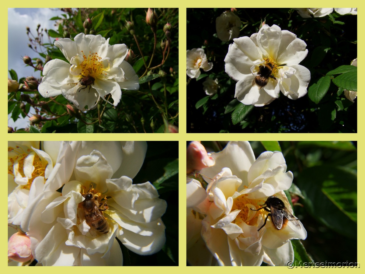 Bienenfreundliche Ramblerrose