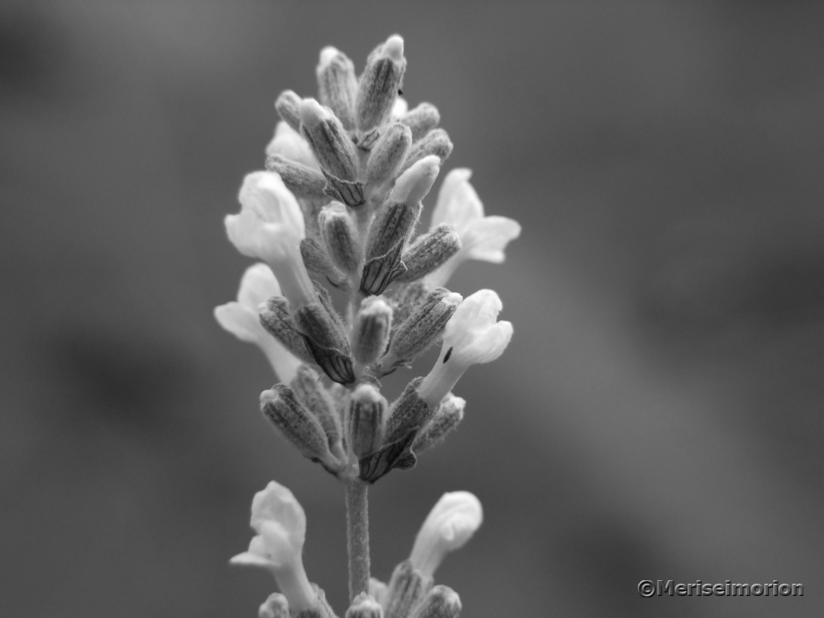 schwarz-weiß Fotografie lavendel