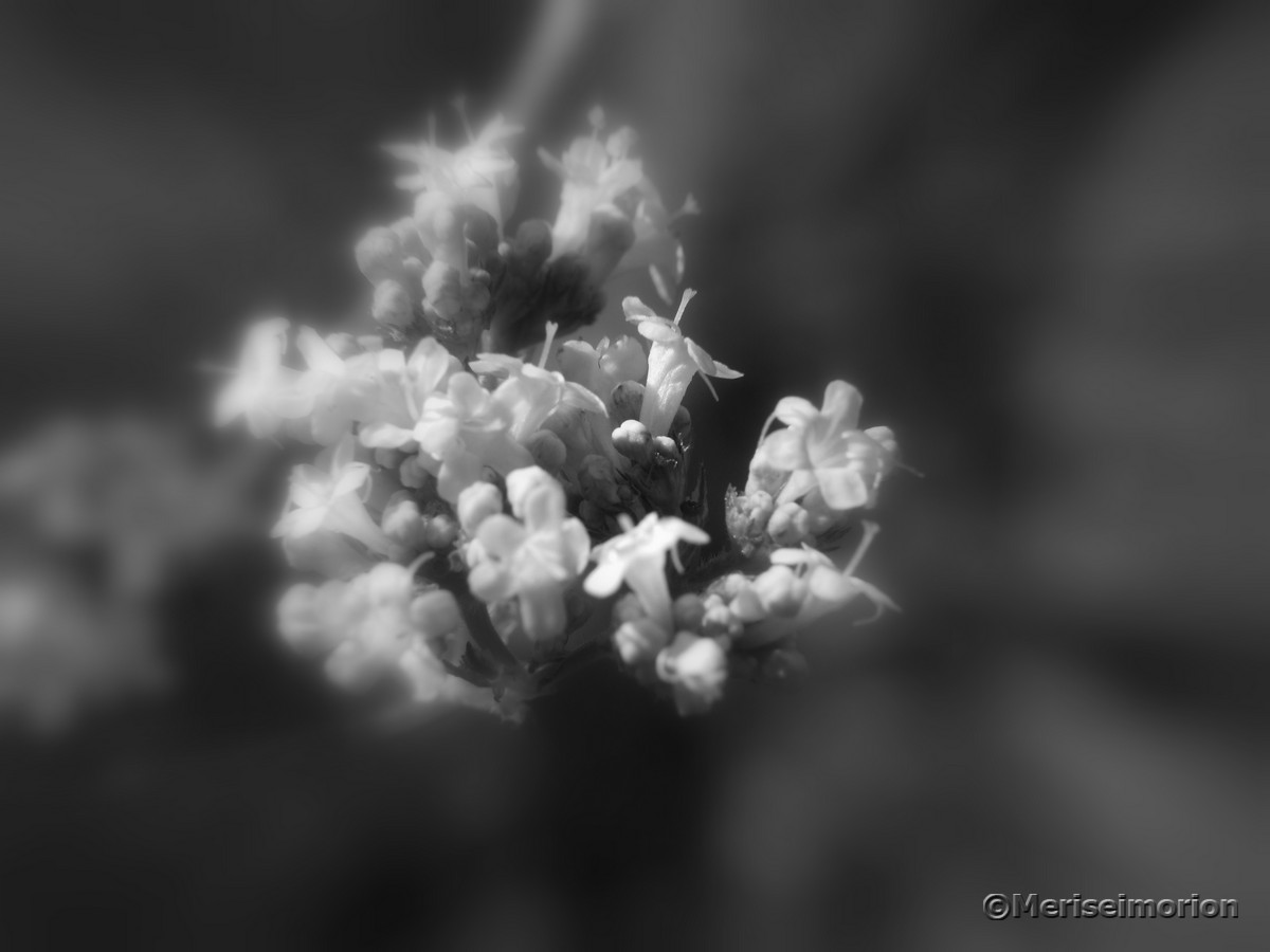 Baldrian Blüte in schwarz weiß