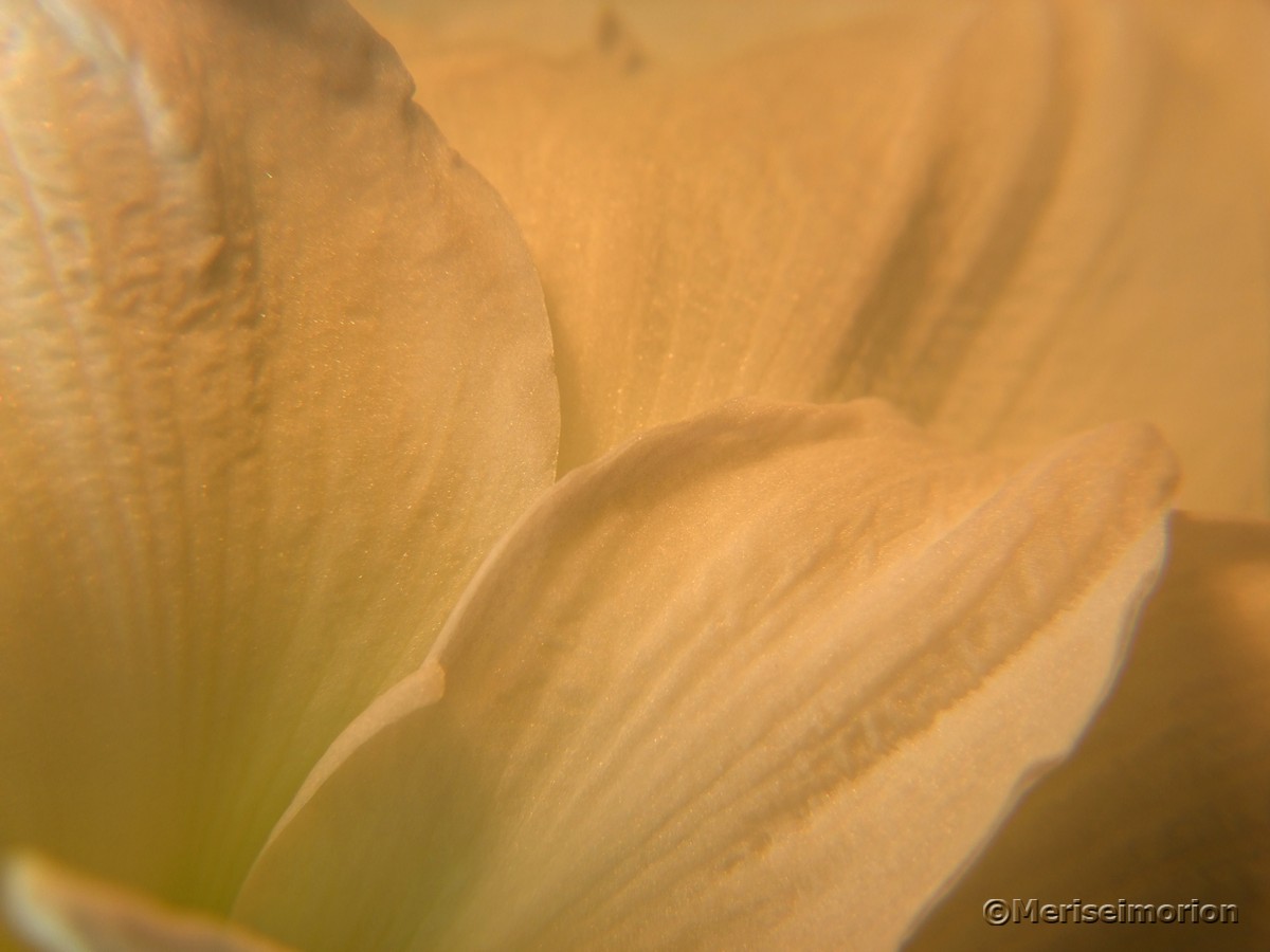 weiße Amaryllis Blütenblätter