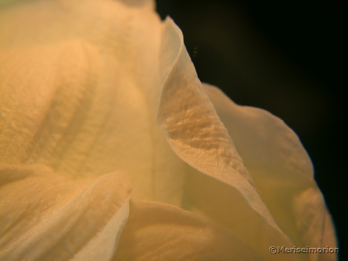 Amaryllis Blütenblätter