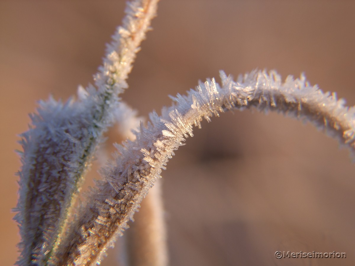 Frostkristalle Gras