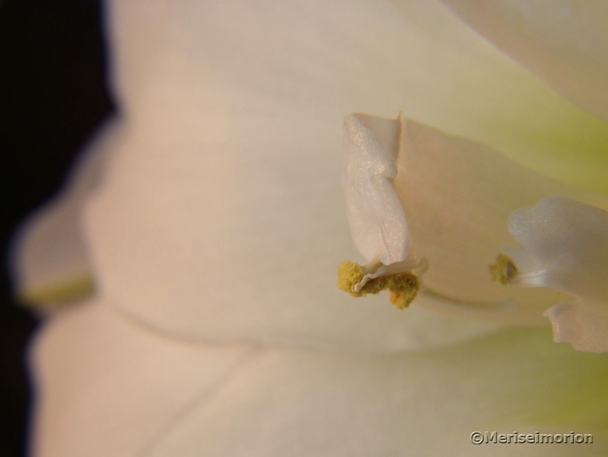 weiße Amaryllis Blüte
