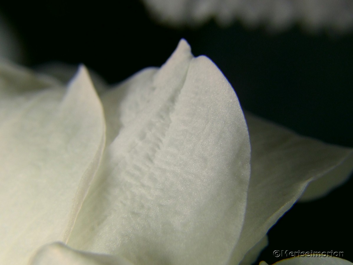 weiße Amaryllis Blüten