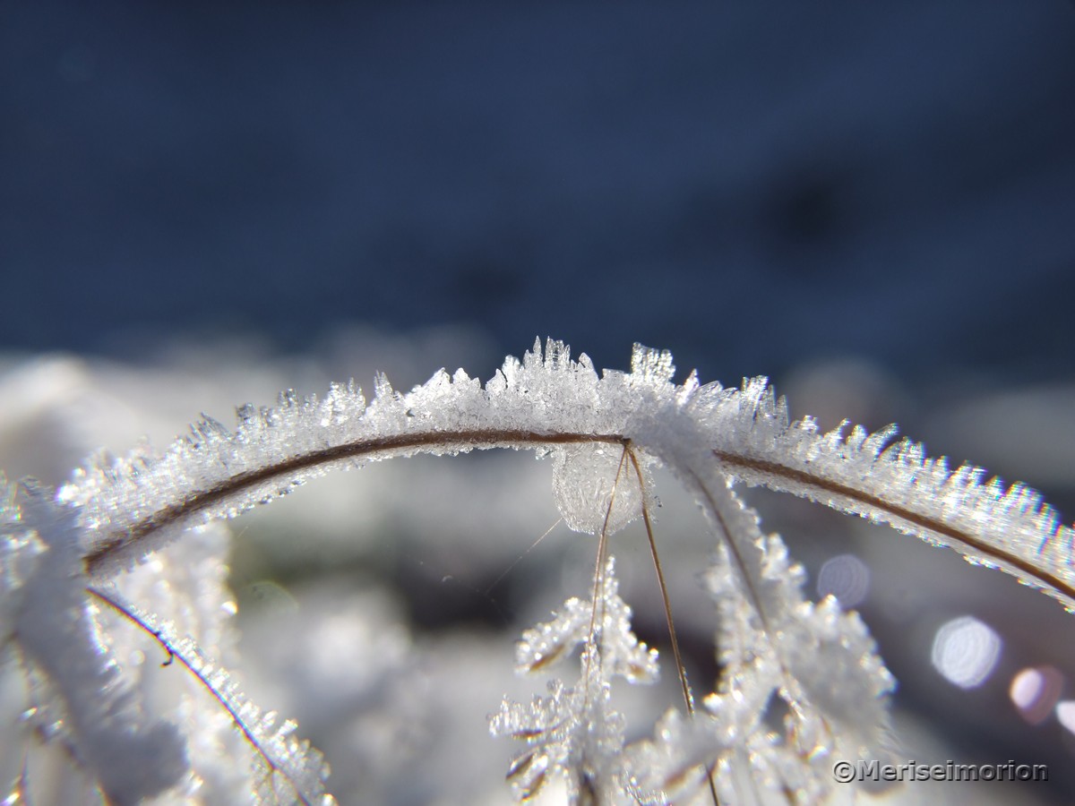 Frost Schönheiten