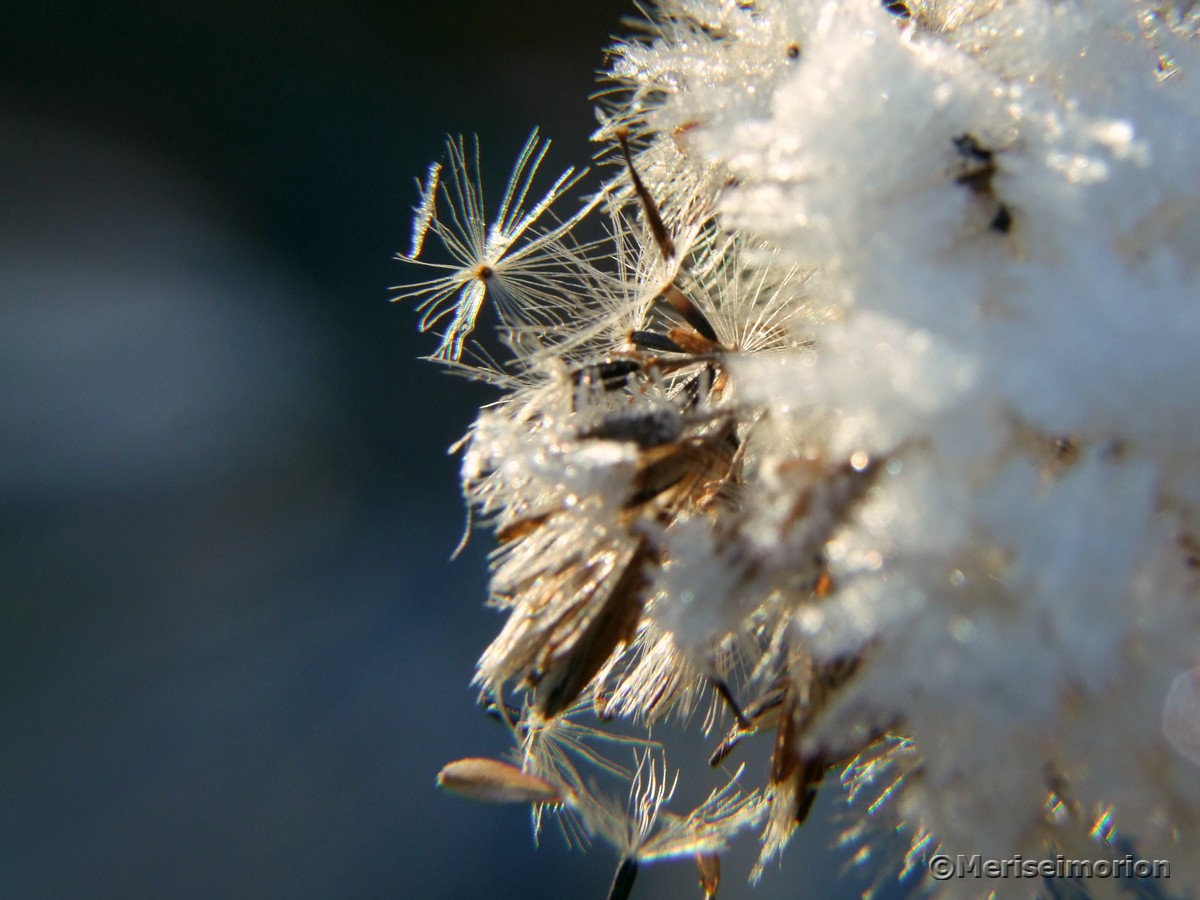 Fallschirm Samen und Eiskristalle