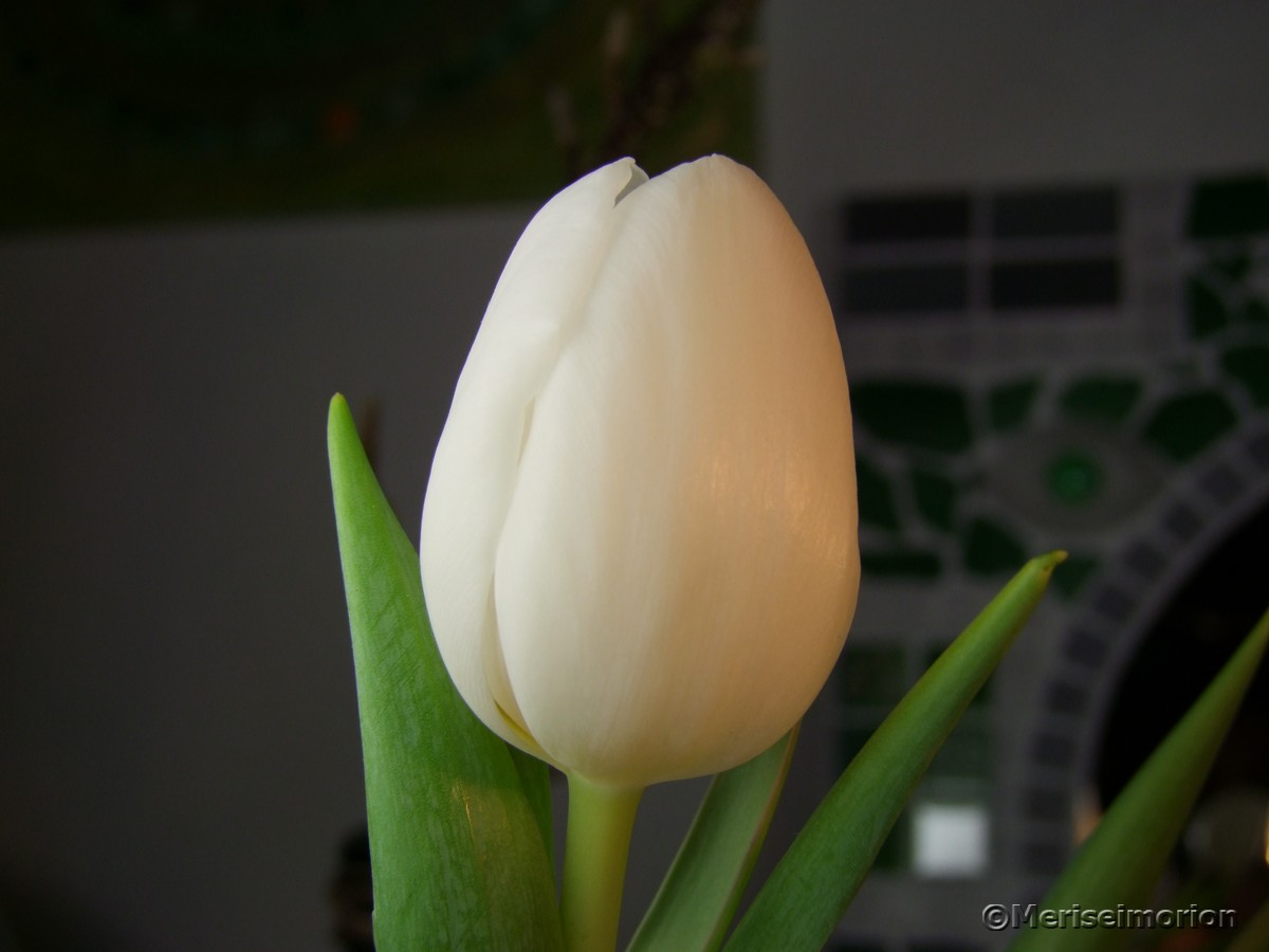 Frühlingsdeko weiße Tulpen