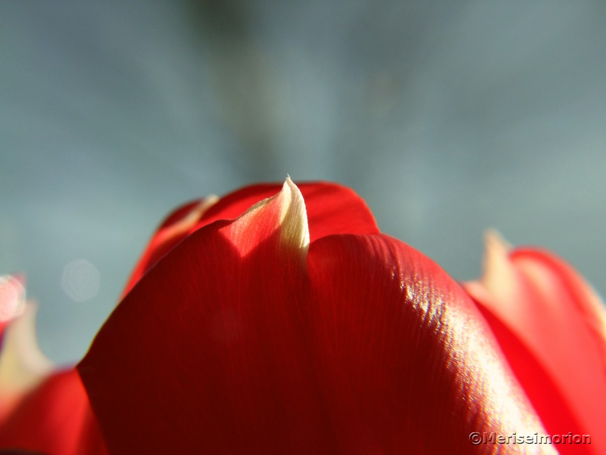 Rote Tulpe Nahaufnahme