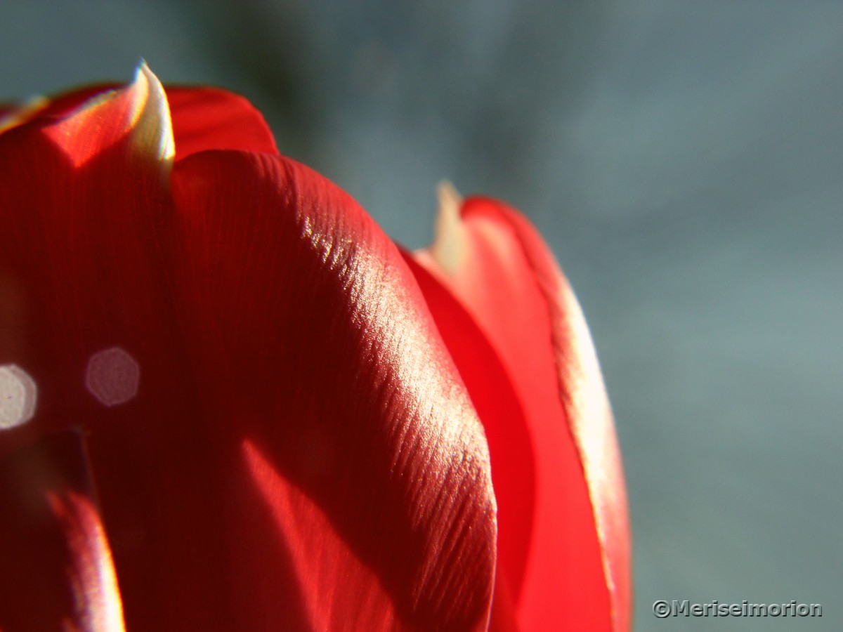 Rote Tulpen für den MakroMontag