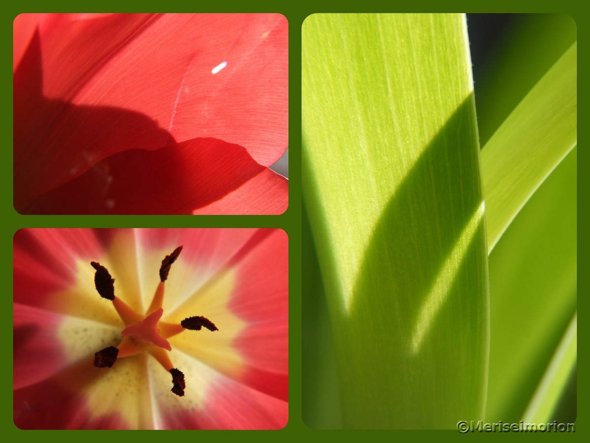 Rote Tulpen Collage