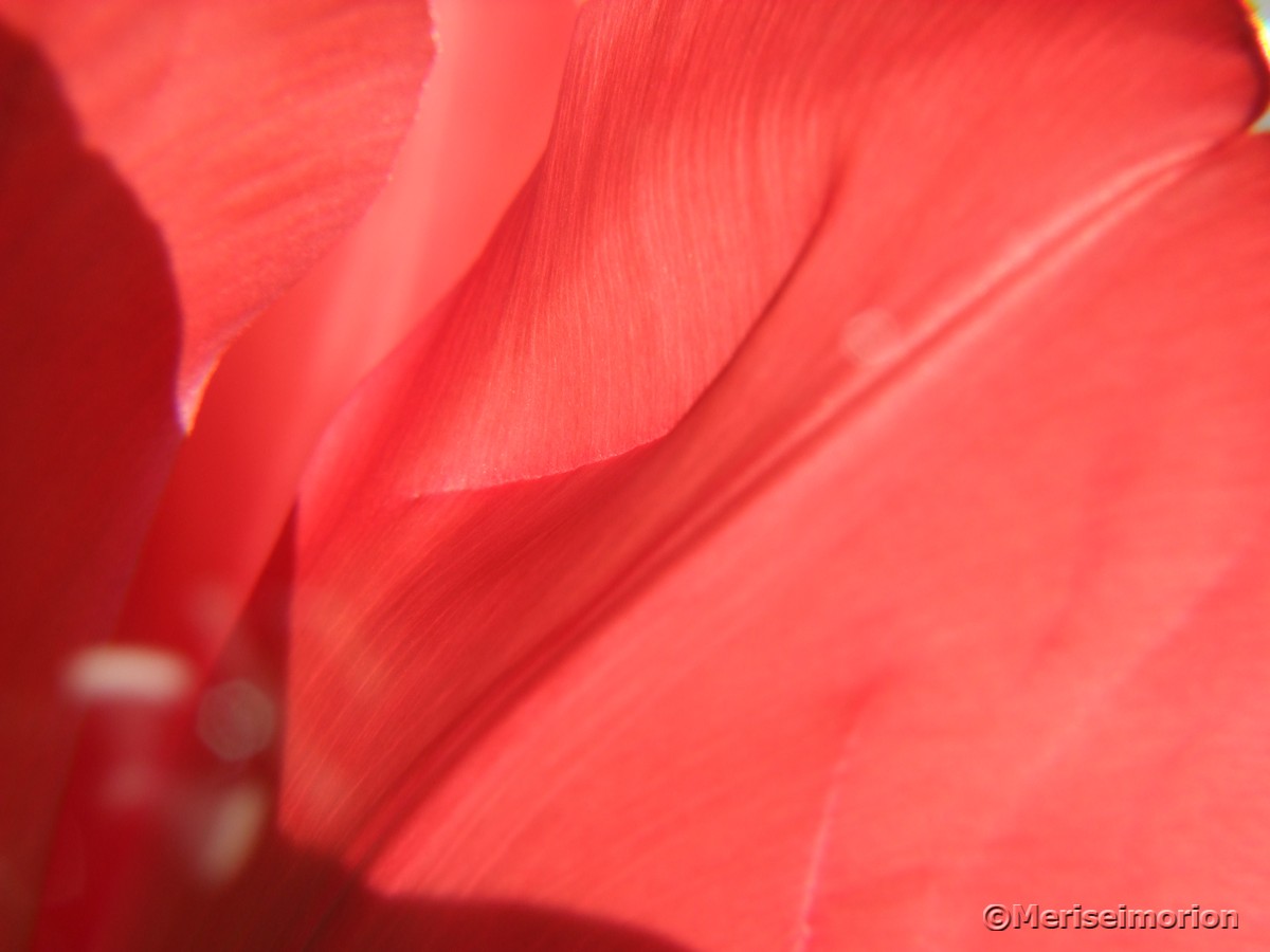Rote Tulpenblätter
