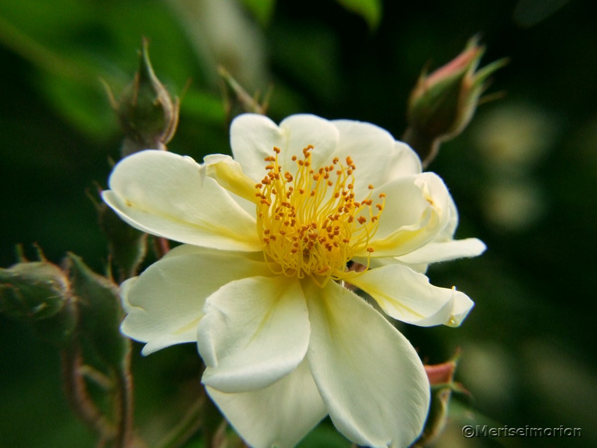 weiße Ramblerrose