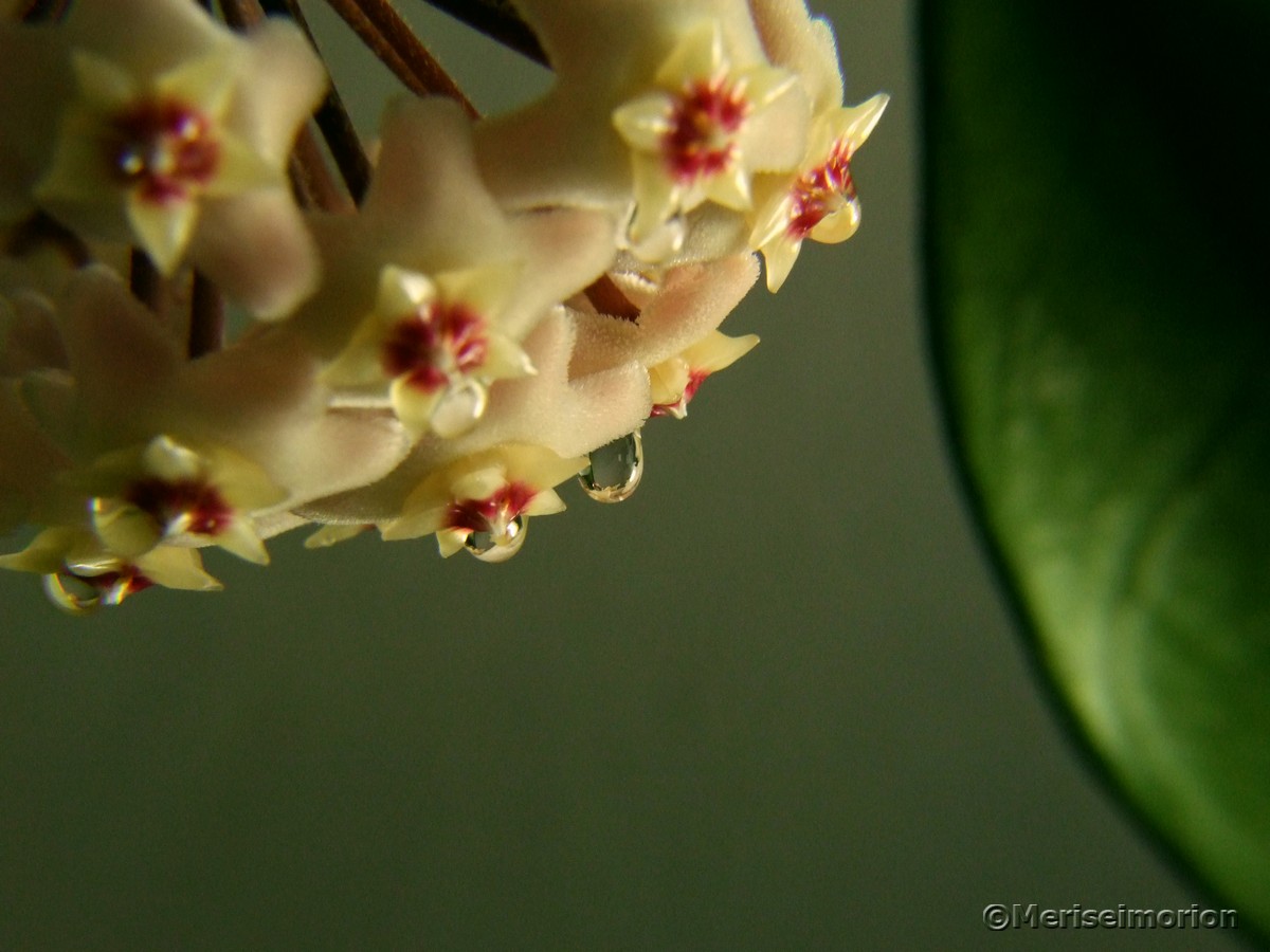 Hoya carnosa Porzellanblume