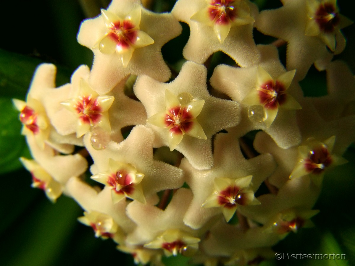 Porzellanblume Hoya carnosa