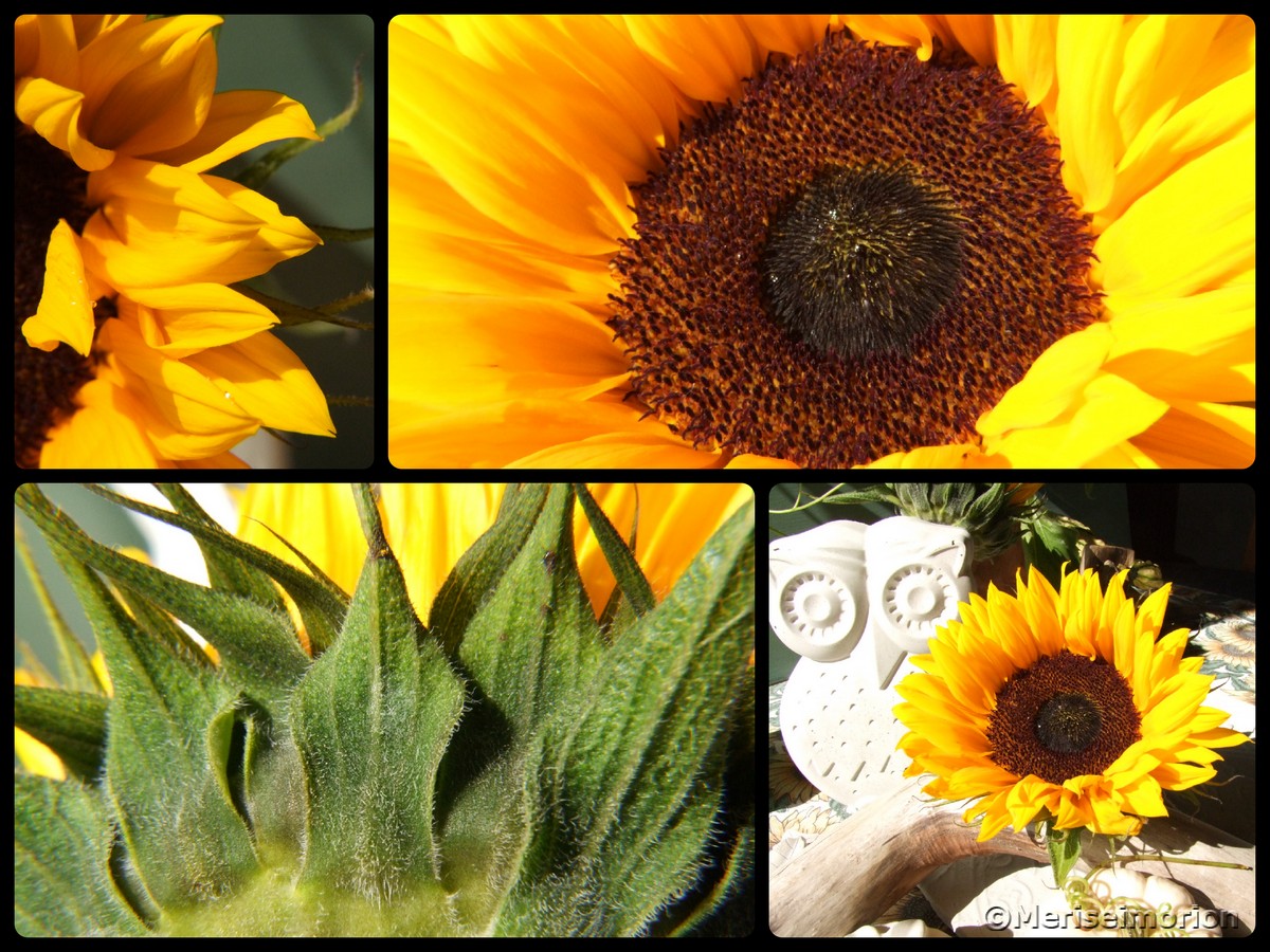 Sonnenblumen Bilder