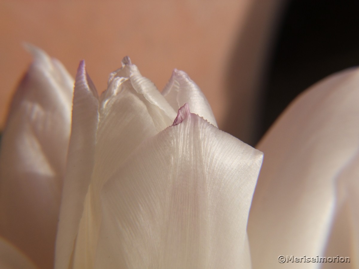 verwelkte Tulpen
