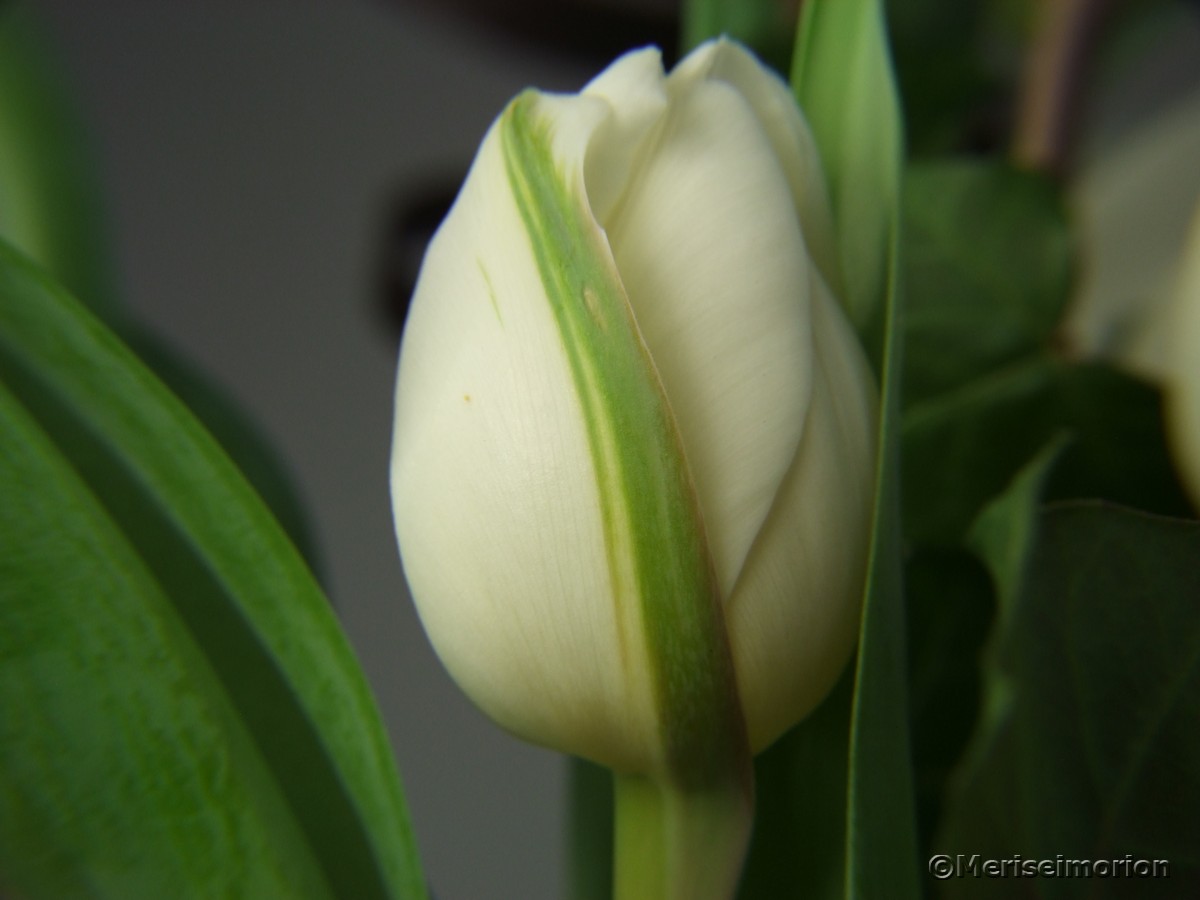 weisse Tulpen