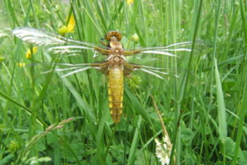 Plattbauch-Libelle