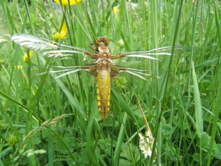 Plattbauch-Libelle