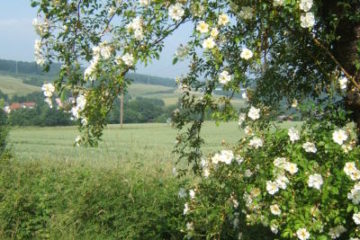 Ramblerrose Lykkefund