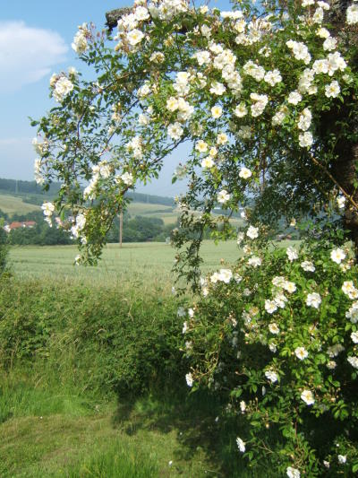 Ramblerrose Lykkefund