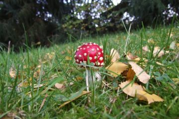 Fliegenpilze im Garten