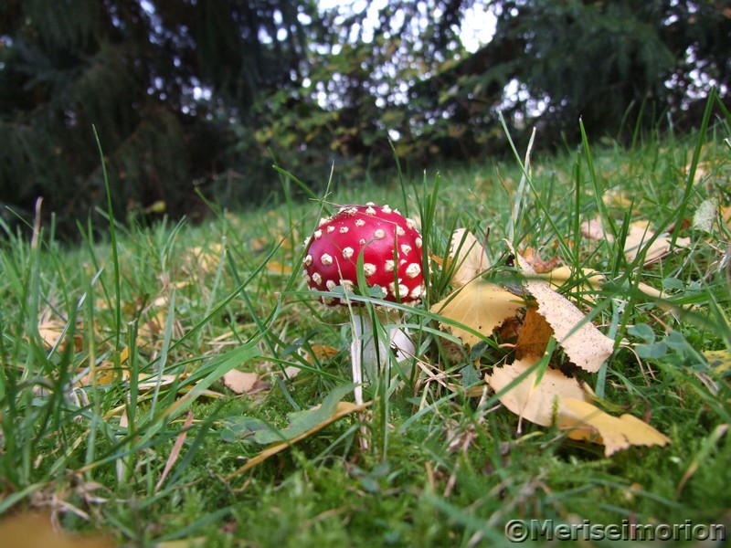 Fliegenpilze im Garten