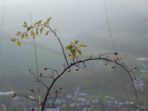 RoÃŸbacher HÃ¤ubchen