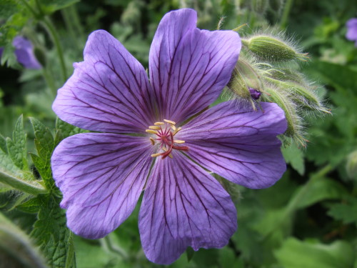 Farbenspiel im Garten